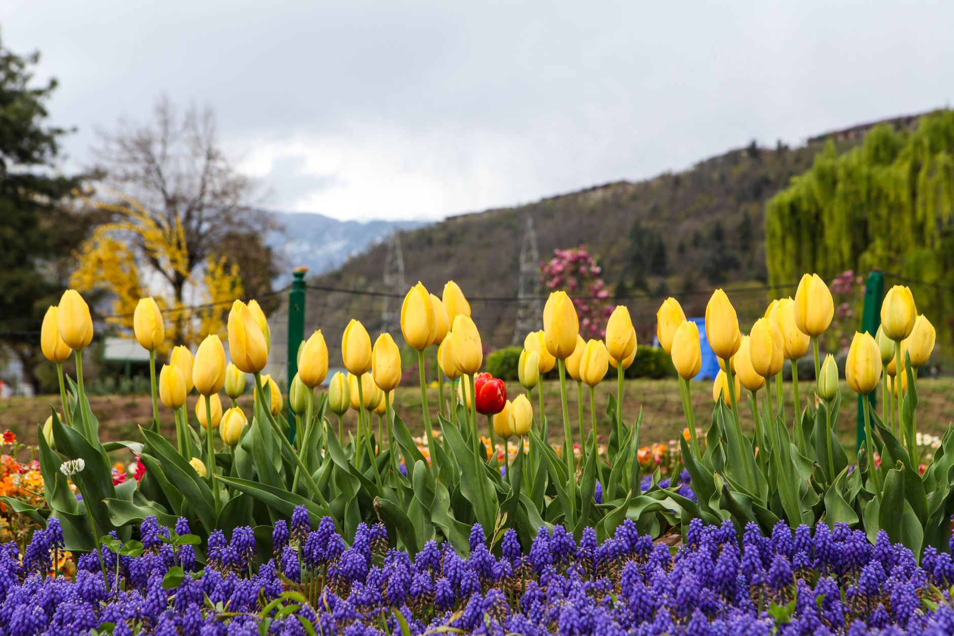 Kashmir Tulip Season Special - Srinagar, Gulmarg, Pahalgam